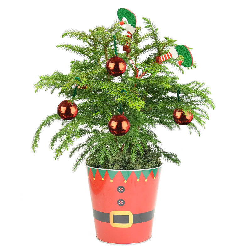1.5' Fresh Cut Christmas Tree