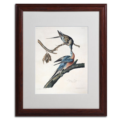 Passager Pigeon par John James Audubon - reproduction d'art sur toile