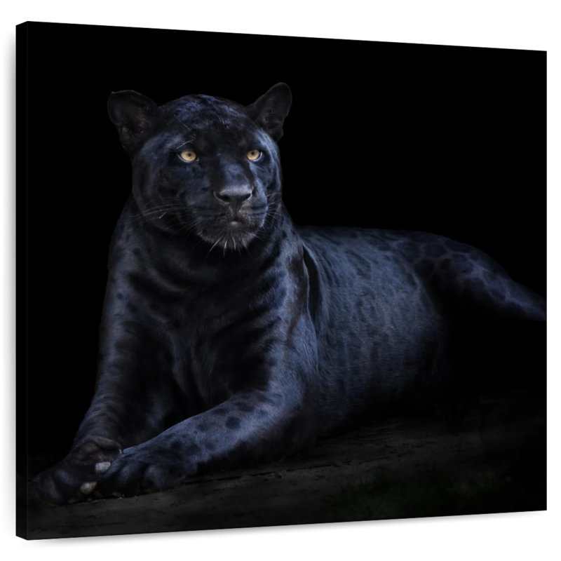 Brampt Black Jaguar, 24" H x 24" W
