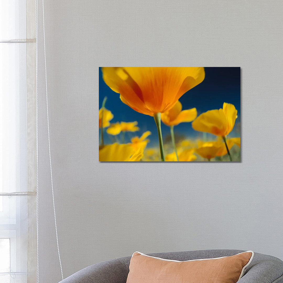 Mexikanischer Goldmohn, New Mexico von Tim Fitzharris - Galerieverpackte Leinwand ohne Rahmen Giclée auf Leinwand