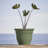 Traditional Self-Watering Plastic Indoor/Outdoor Pot Planter-1973633022-1921265536