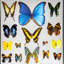 22 Genuine Butterflies In Black Display Frame
