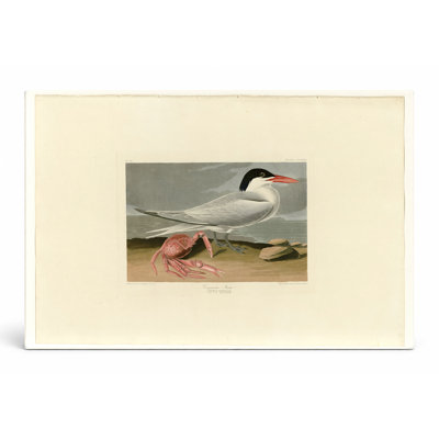 Cayenne Tern, Plate 273 - paysage, art mural sur toile
