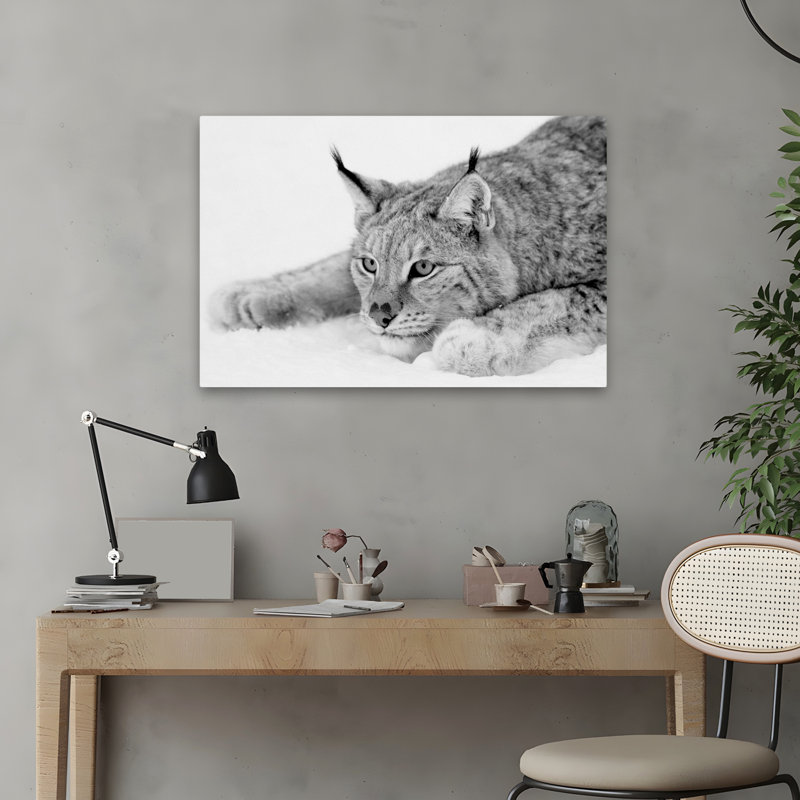 Lynx - photographie, animaux, chats, H 16 po x l 24 po
