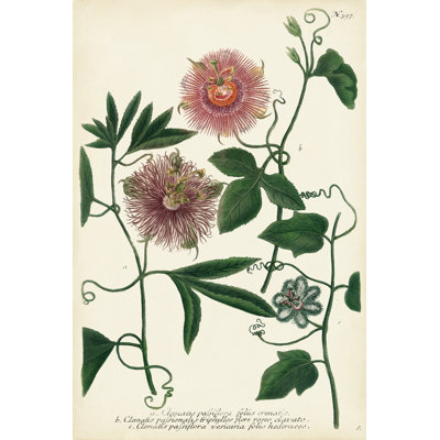 Fleur de passion antique I