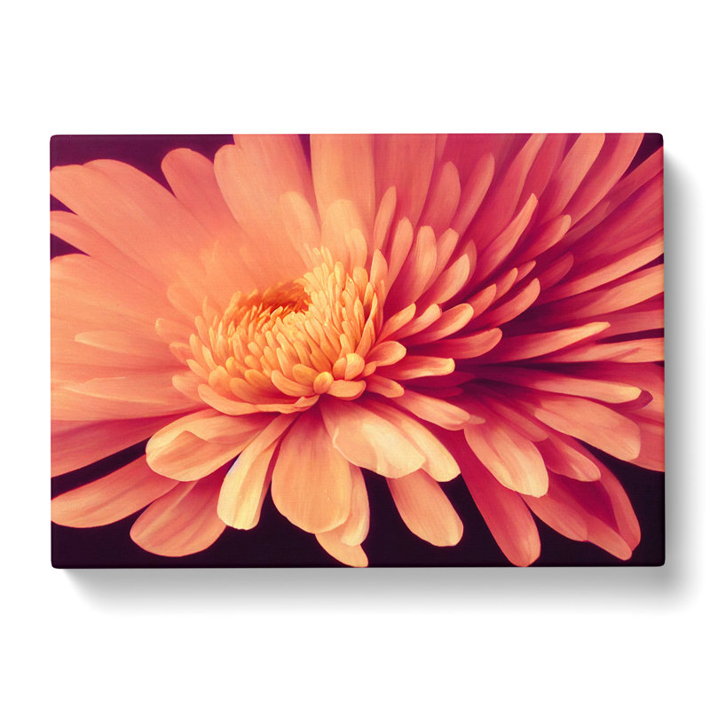 Gorgeous Chrysanthemum Flower - Wrapped Canvas, 50cm H x 76cm W x 3cm D