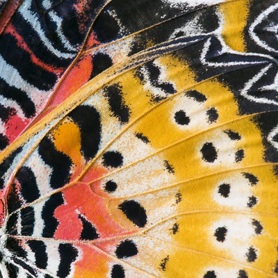 Bianeth Monarch Butterfly Wing - Wrapped Canvas Print