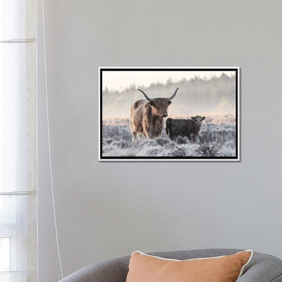 «Highlander and Calf», photographie