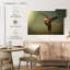 Colibri roux Brampt femelle-108822367