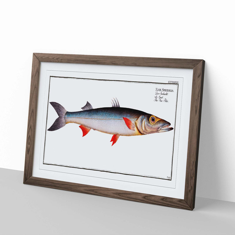 Sea-Pike Fish by M.E. Bloch - Picture Frame Painting Print, Walnut Framed, 36cm H x 48cm W x 2cm D