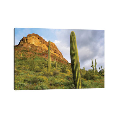 Organ Pipe Cactus, Organ Pipe Cactus National Monument by Tim Fitzharris - Wrapped Canvas Print