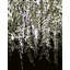 Lush Wisteria Cascades Print by Other Artist-1662041800-1662041807-1662041847