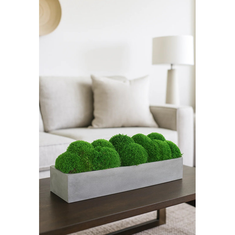Nature's Nostalgia Moss Plant in Fiberstone Planter, Gray, 8'' H x 19'' W x 8'' D