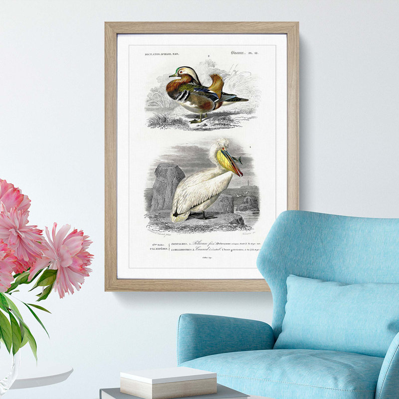 Duck and Pelican by Charles d' Orbigny - Picture Frame Painting Print, 48cm H x 36cm W x 2cm D, Oak Framed