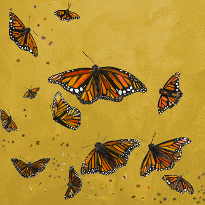 " Monarchs " by Eli Halpin
