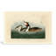 Grèbe huppé, plaque CCXCII (1838) - oiseau, art mural