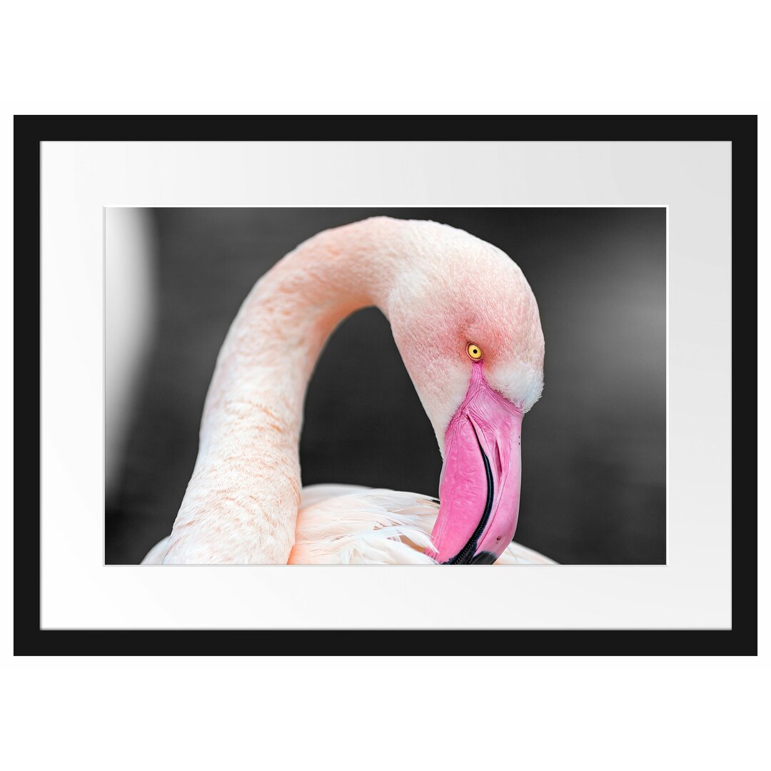 Gerahmtes Poster Flamingo putzt sein Gefieder