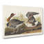 White Fronted Goose by John James Audubon - Wrapped Canvas-55300966