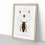 Beetle Illustrations PL.4 by Charles D'Orbigny - Single Picture Frame Print-55543853-55543854