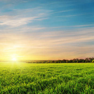 " Sunset In Grass Field "