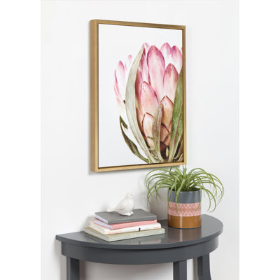 Pink Protea Flower by Amy Peterson Framed Canvas Wall Art Print