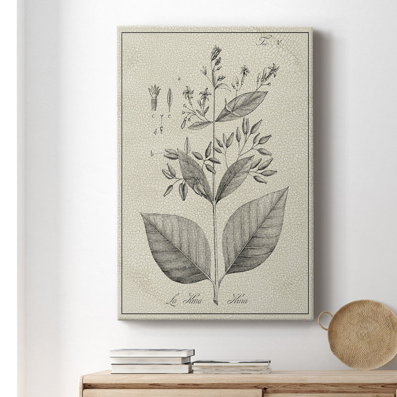 Antique Botanical II, impression sur toile tendue, L 32 po x H 48 po x P 1 po