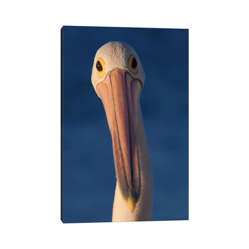 Australian Pelican by Mogens Trolle - Wrapped Canvas Gallery-Wrapped Canvas Giclée, 66.04 cm H x 45.72 cm W x 3.175 cm D
