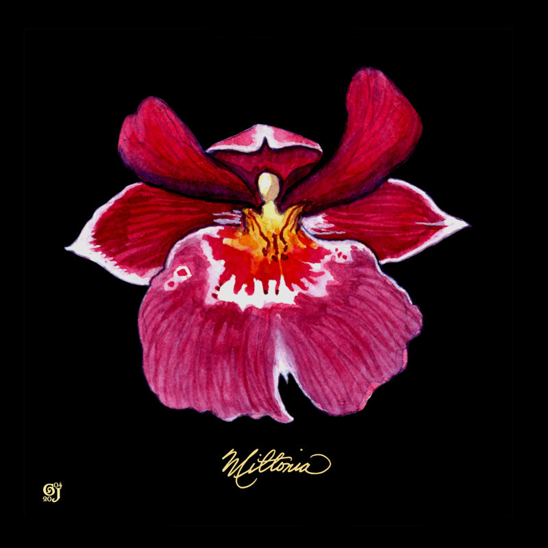 Orchidée vivante, H 12 po x l 12 po