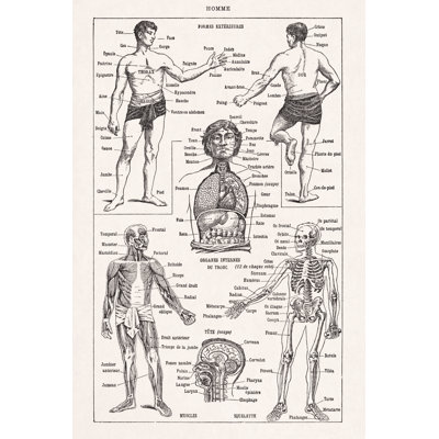 Illustration sur l'anatomie humaine - Photographie sur toile tendue