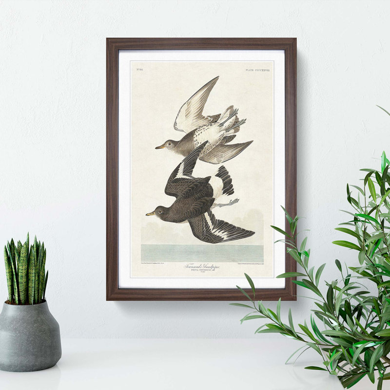 Flying Sandpiper Birds by John Audubon - Framed Print, 36cm H x 27cm W x 2cm D, Walnut Framed