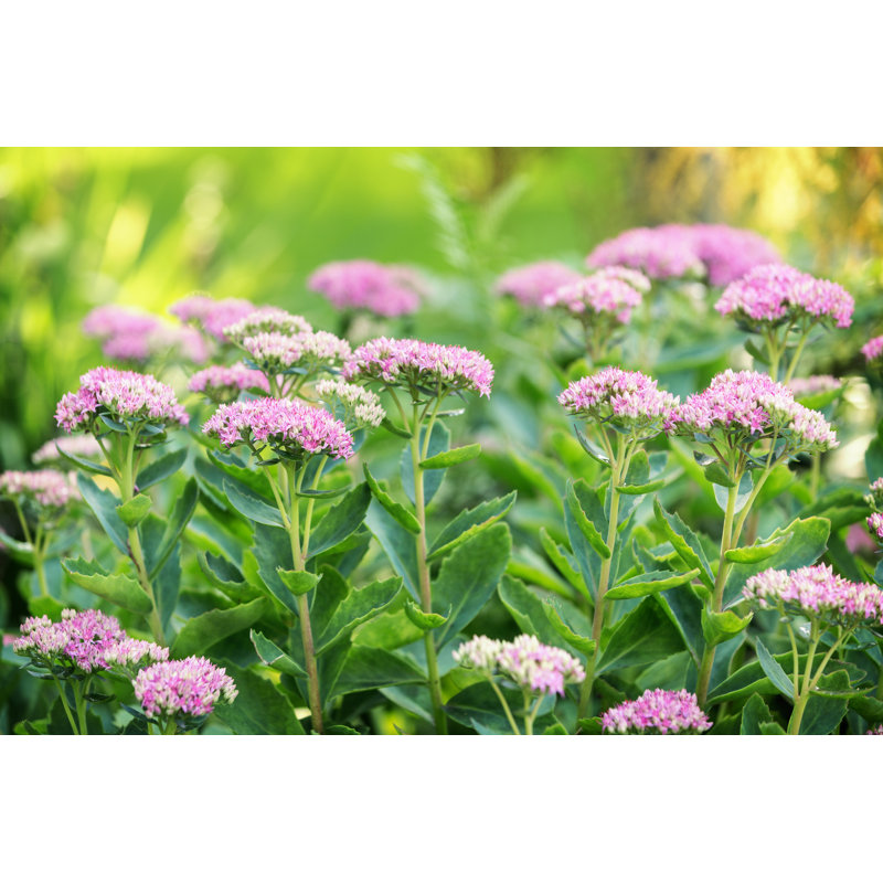 Pink sedum flowers, 81cm H x 122cm W