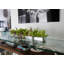 Casa Moderna Glass Plate Orchids Floral Arrangement in Planter