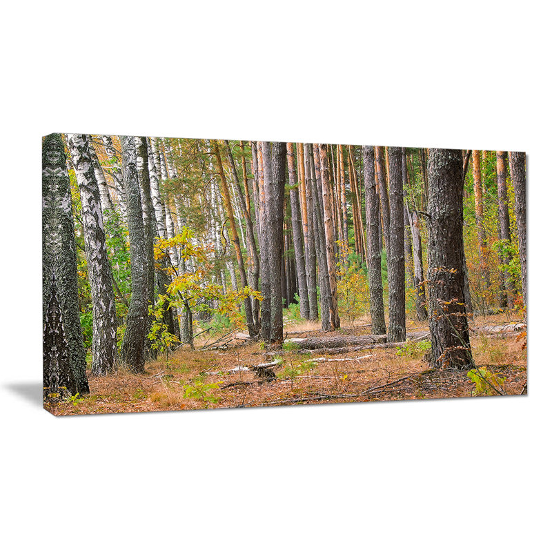 «Green Fall Forest with Thick Woods», reproduction de photo sur toile tendue, H 28 po x l 60 po