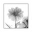 Dahlia Twins by Albert Koetsier - Gallery-Wrapped Canvas Giclée on Canvas-306781526-279267262
