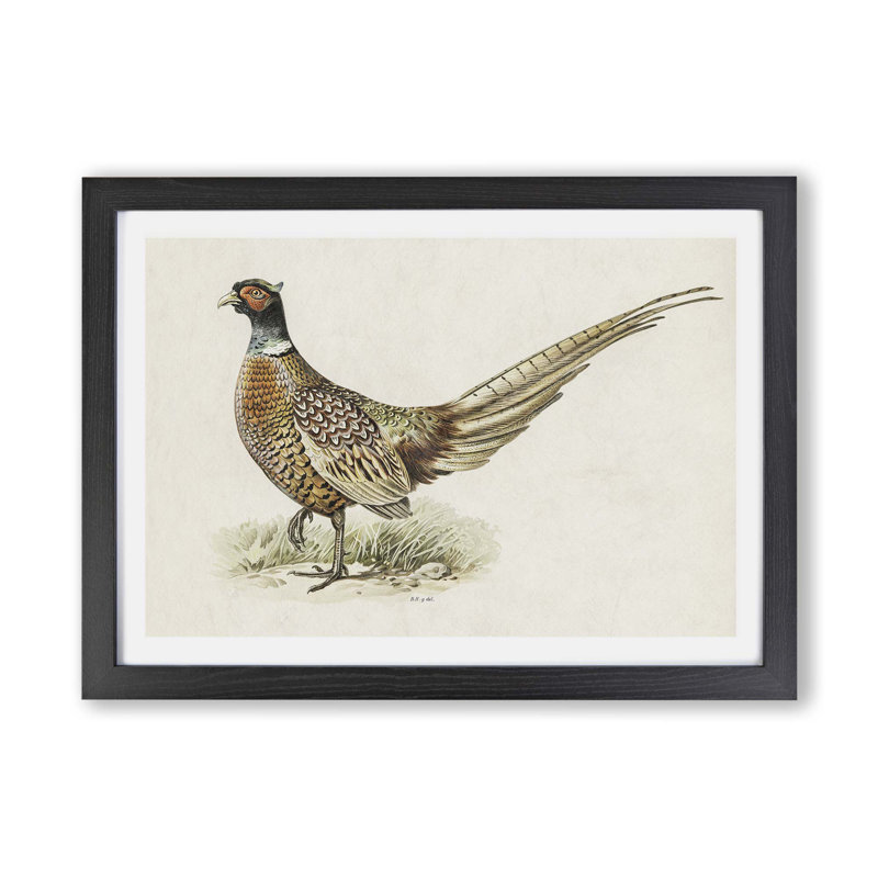 Ring-Necked Pheasant by Von Wright - Single Picture Frame Painting, Black, 33cm H x 45cm W x 2cm D