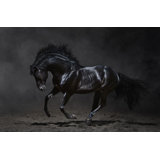 Black Stallion Print