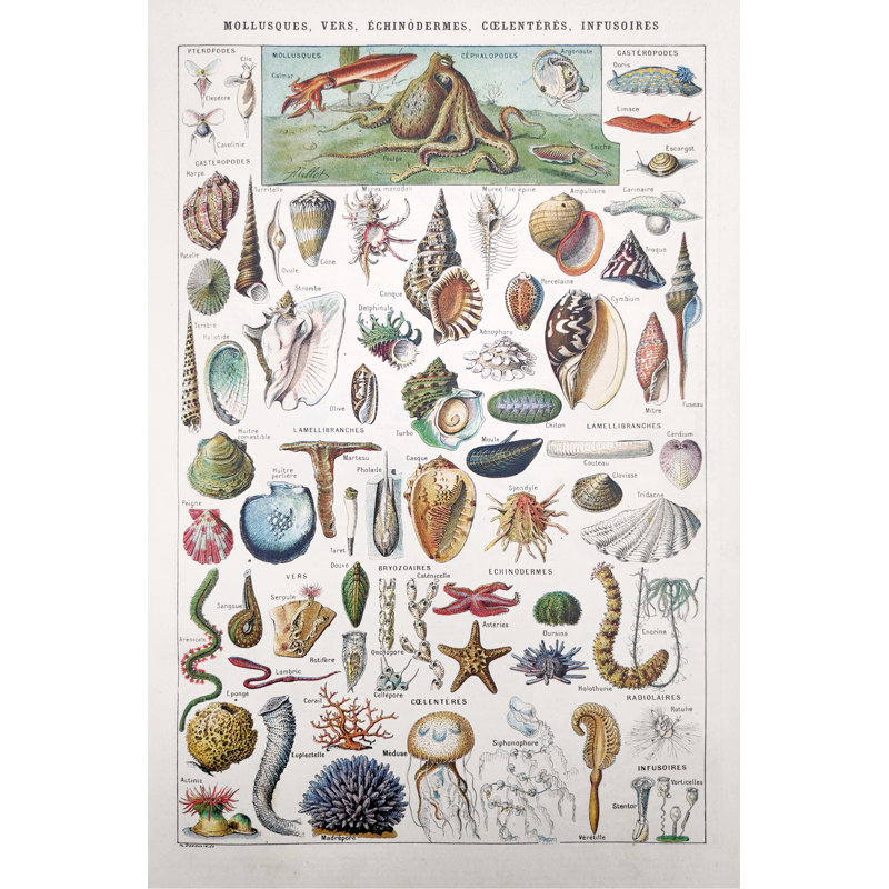 19th Century Sea Life by Gwengoat - Wrapped Canvas Print, 46cm H x 30cm W