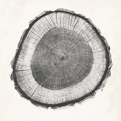 Tree Ring II - Wrapped Canvas Painting