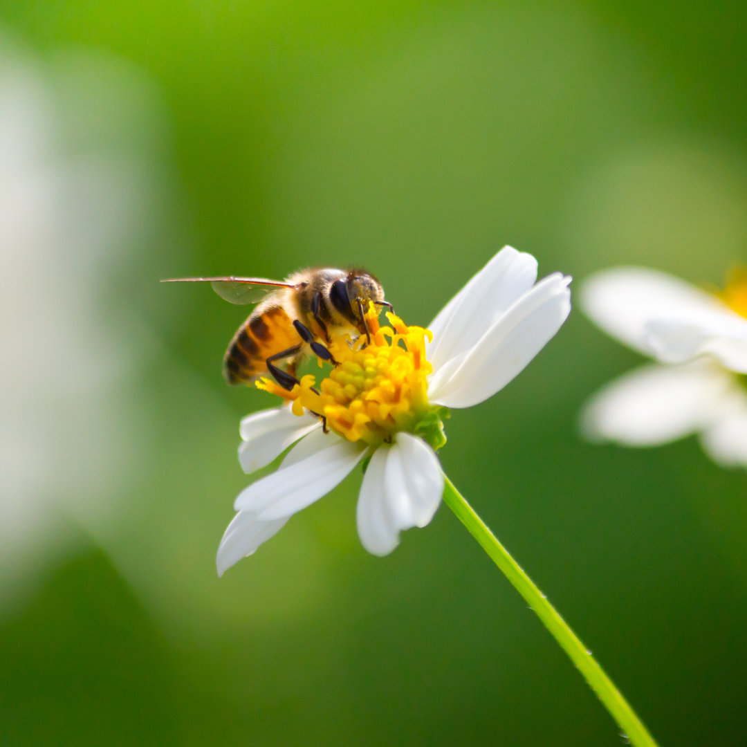 Bee On Flowers - Wrapped Canvas Print