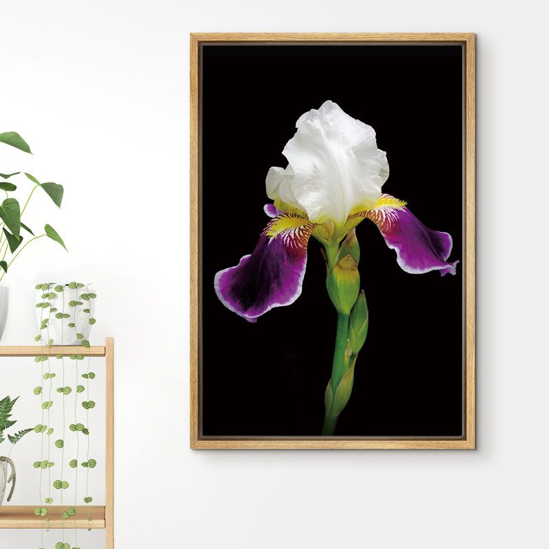 Profil d'un iris en fleur avec une tige et un bourgeon - photographie sur toile avec cadre flottant, Encadrement brun