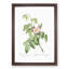 Apple Rose In Pink by Pierre-Joseph Redoute - Single Picture Frame Painting-55544902-55544906