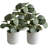 6 Feet Artificial Olive Tree in Plastic Planter