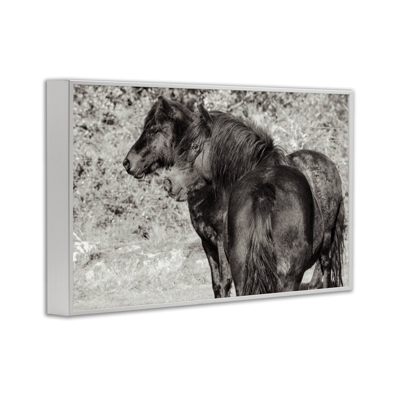 «Dartmoor Poneys Duo», estampe numérique de Deborah Revell, H 20 po x l 30 po, Estampe numérique encadrée blanc bord de mer
