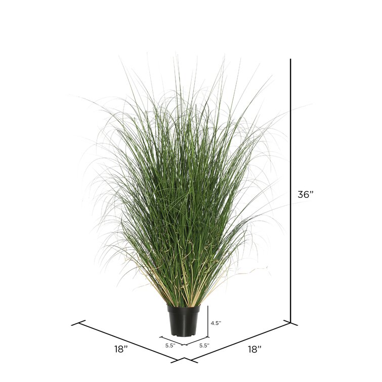PVC Artificial Potted Green Curled Grass Size: 60 H x 30 W x 30 D