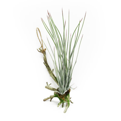 11.75" Artificial Tillandsia Succulent Hanging Air Plant