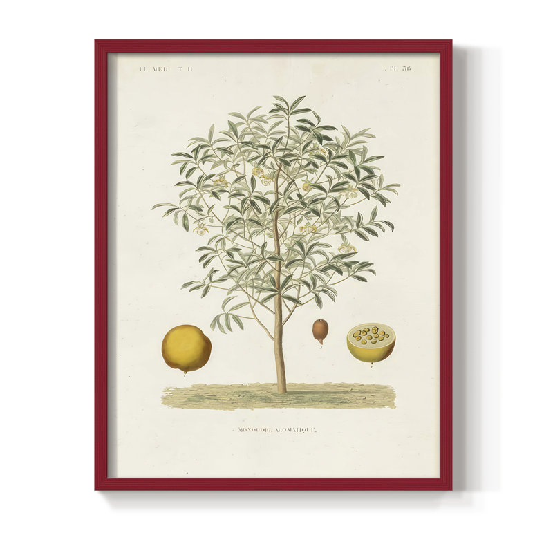Arbre antique avec fruit IV, reproduction encadrée - bois massif, H 30 po x l 24 po, Rouge