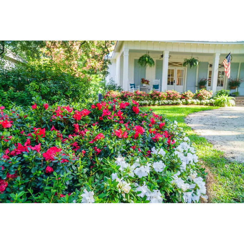 1 Gallon Red Autumn Bonfire Azalea Flowering Shrub