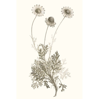 Neutral Botanical Study VIII by Vision Studio - Painting Print