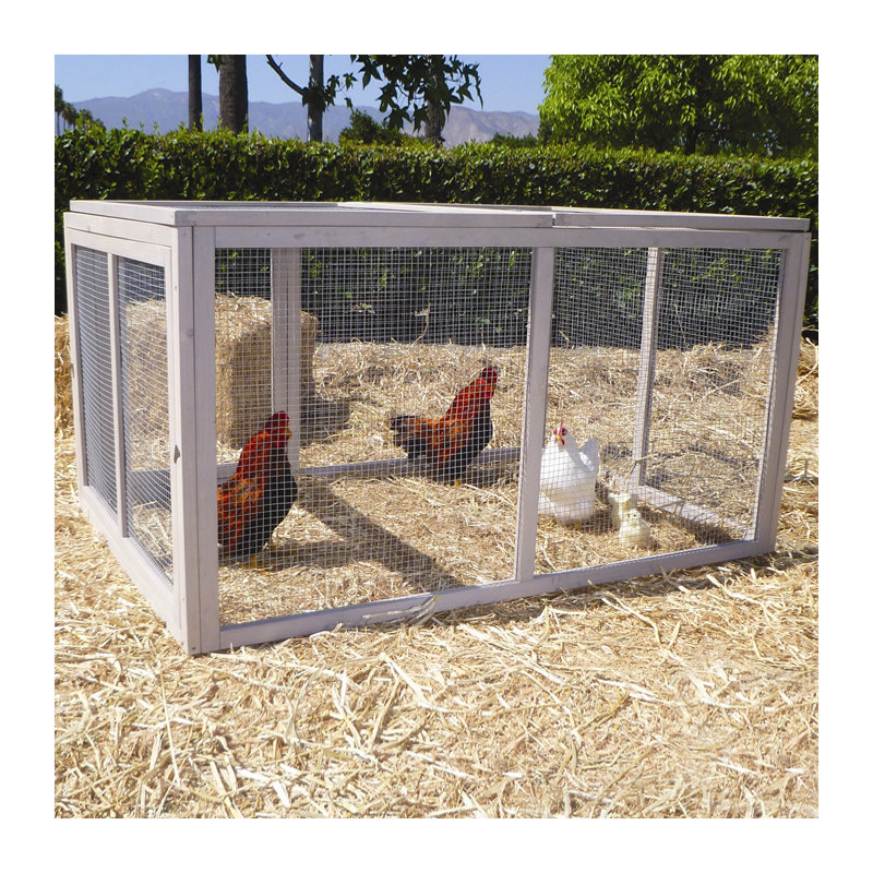 Poule de poule extrêmes Dorian