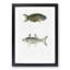 Illustrations of Fish by John Edward Gray - Picture Frame Graphic Art Print-55579753-55579756
